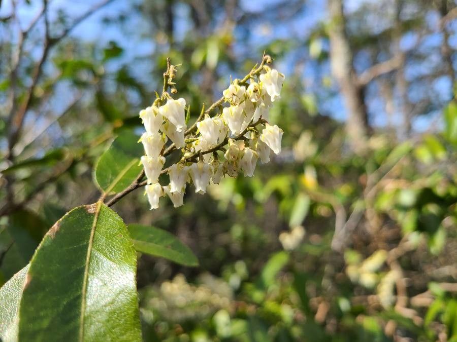 Leucothoe davisiae flower