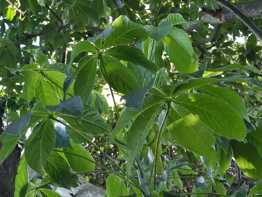 Pseudobombax septenatum — search result for 'Nicaragua'