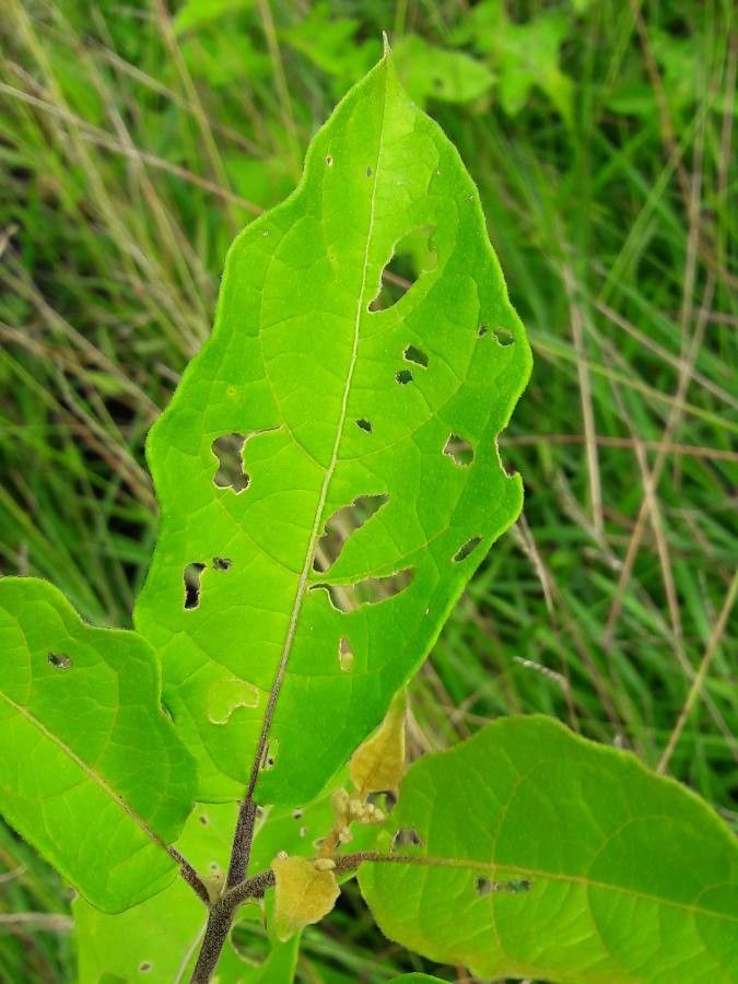 Solanum subinerme leaf