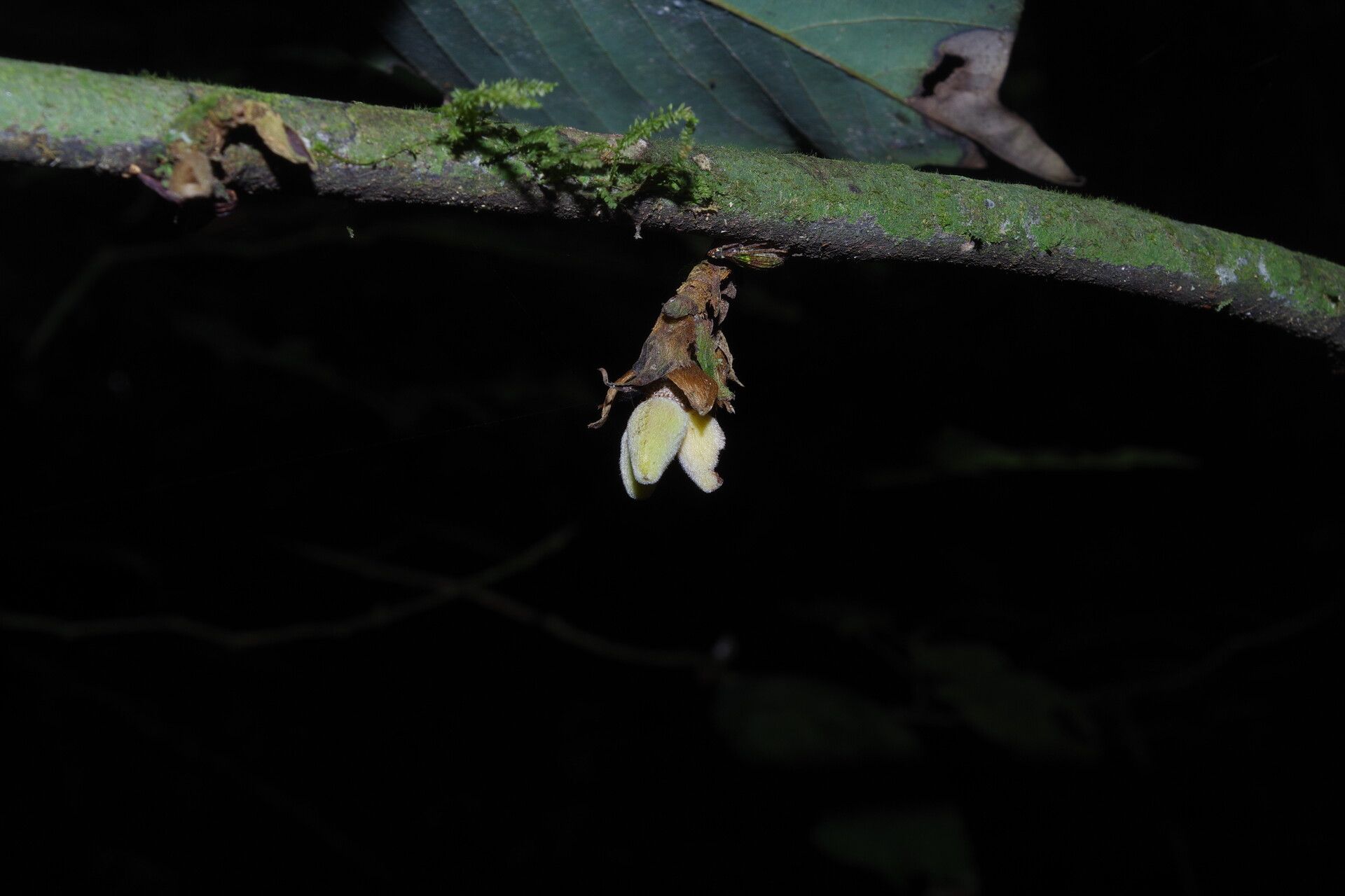 Piptostigma goslineanum fruit