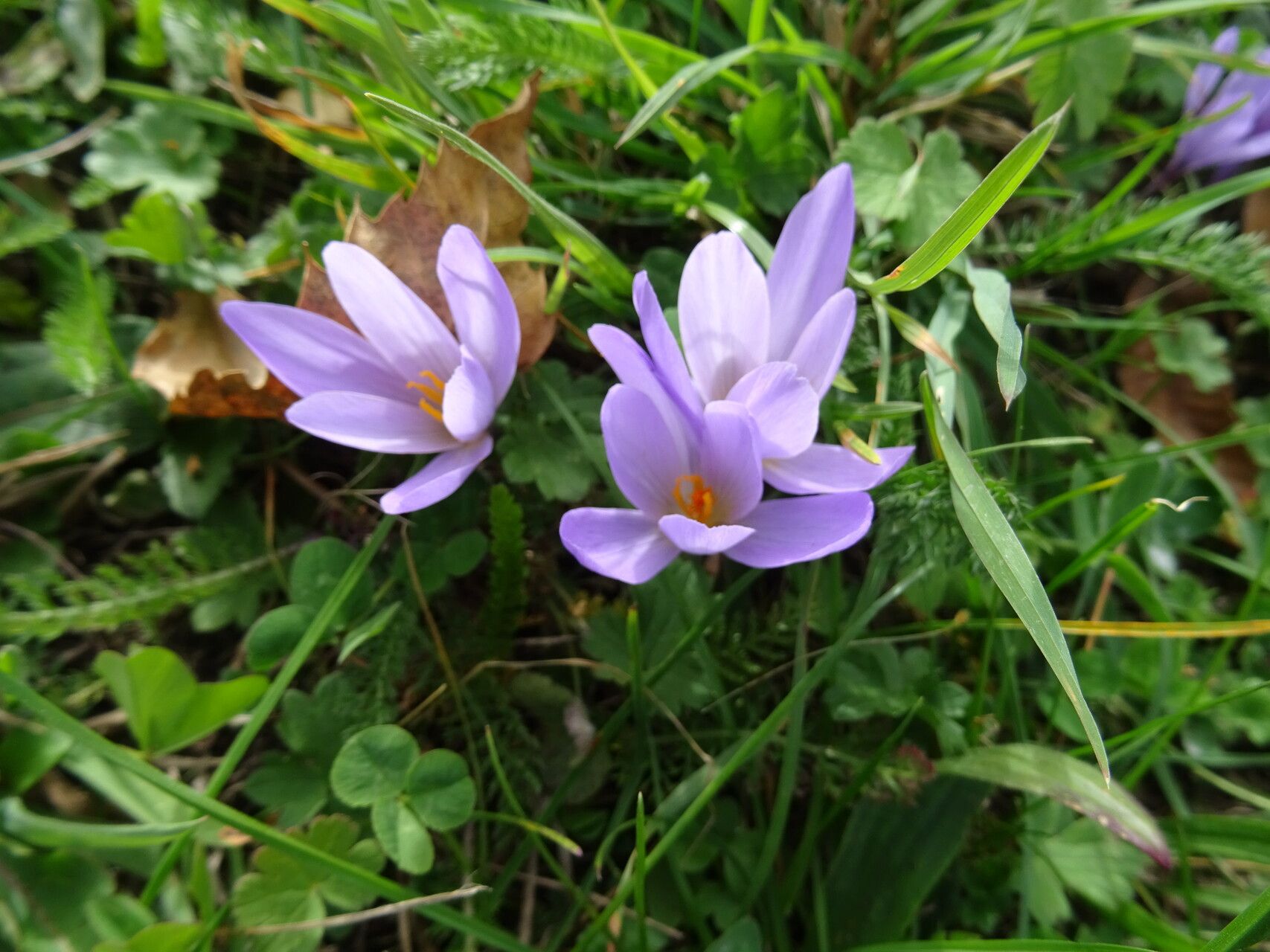 Crocus carpetanus flower