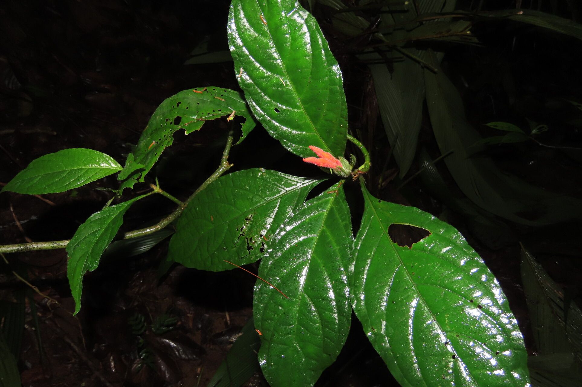 Aphelandra golfodulcensis — search result for 'Aphelandra'