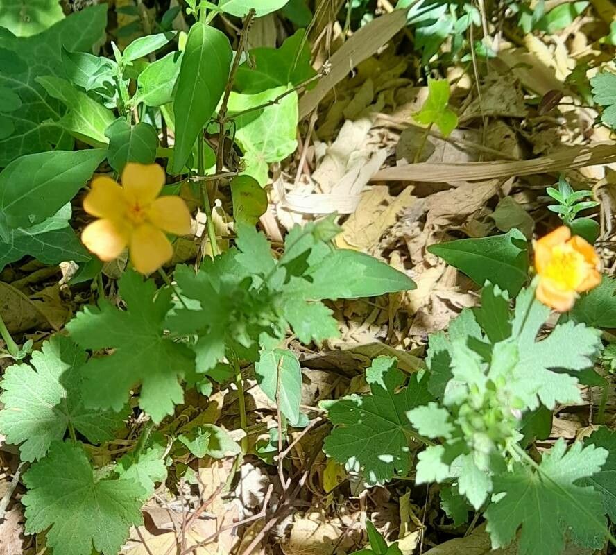 Modiolastrum malvifolium habit