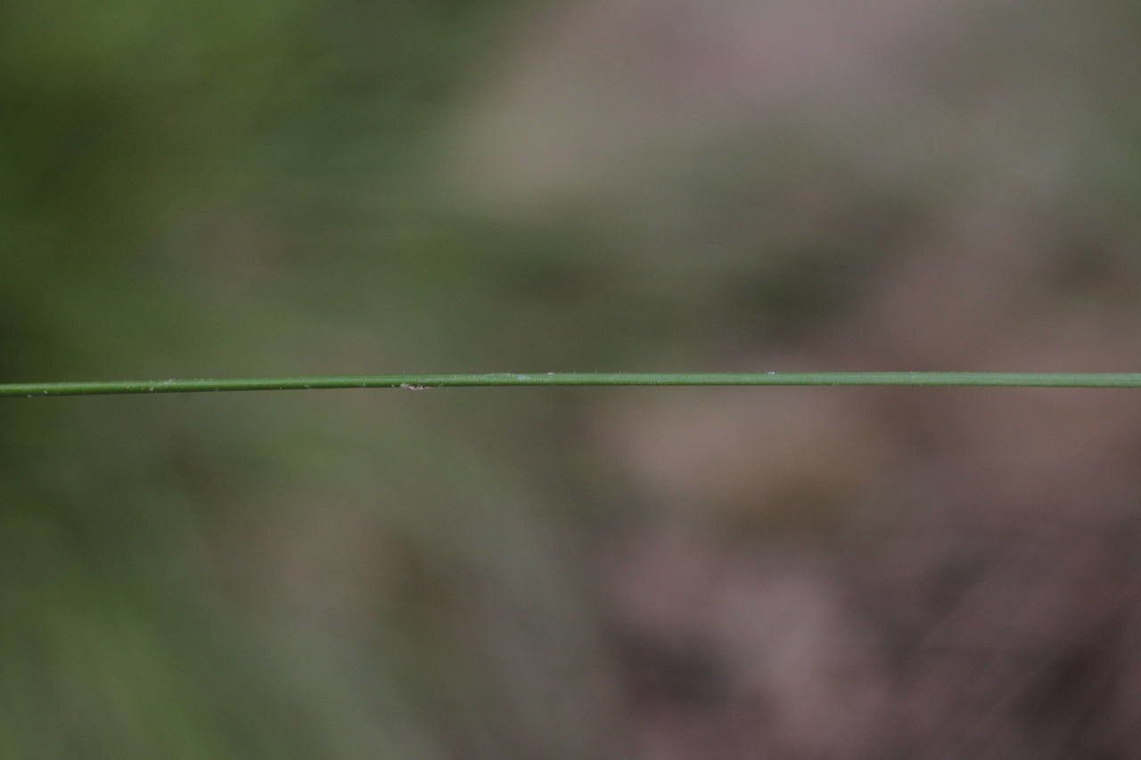 Festuca lemanii bark