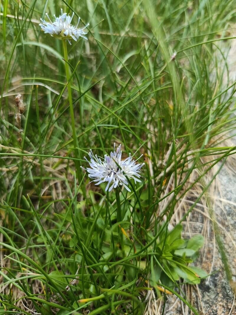 Jasione bulgarica flower