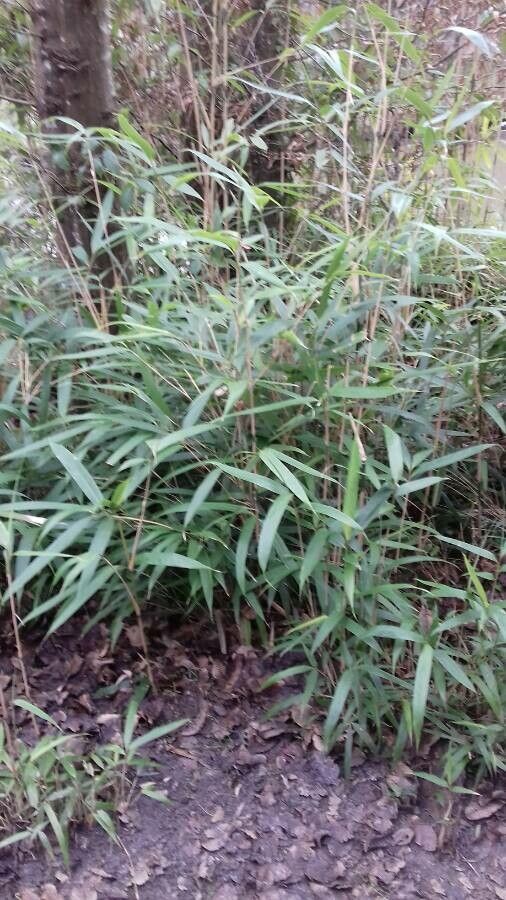 Phyllostachys viridis habit