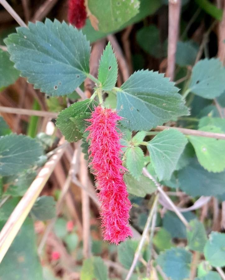 Acalypha herzogiana flower
