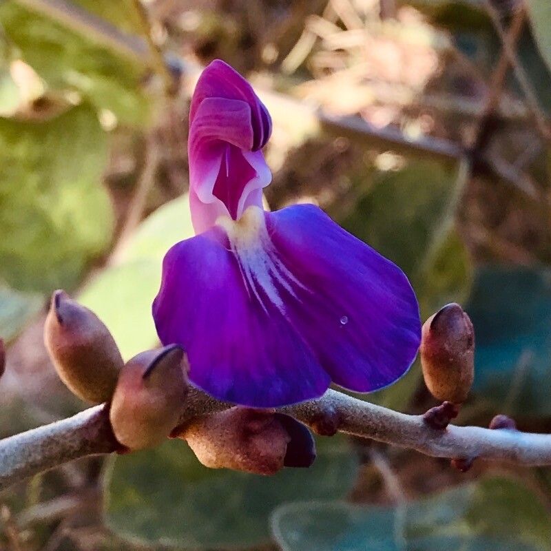 Canavalia brasiliensis — related species from the same genus