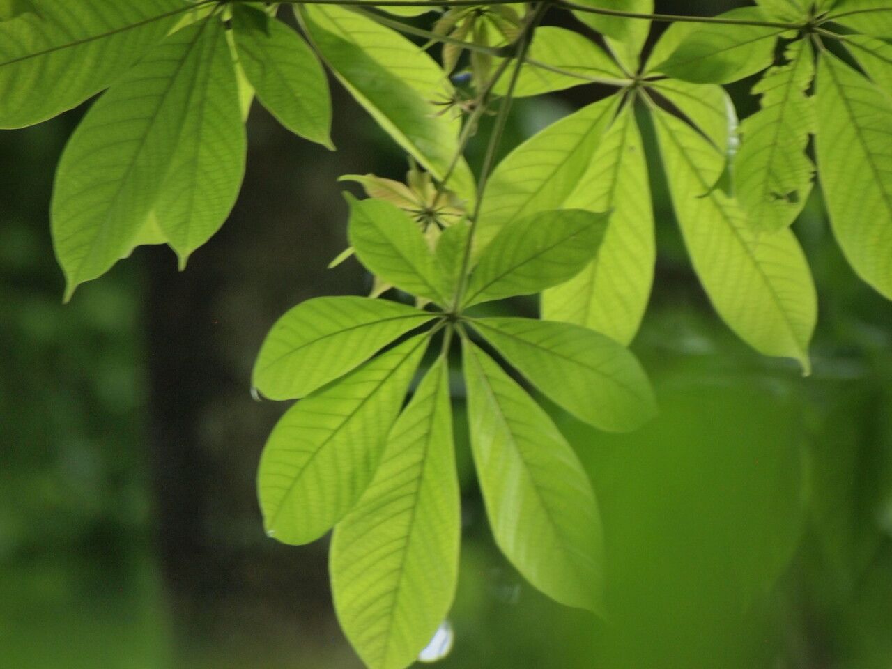 Vitex ferruginea — search result for 'Vitex'