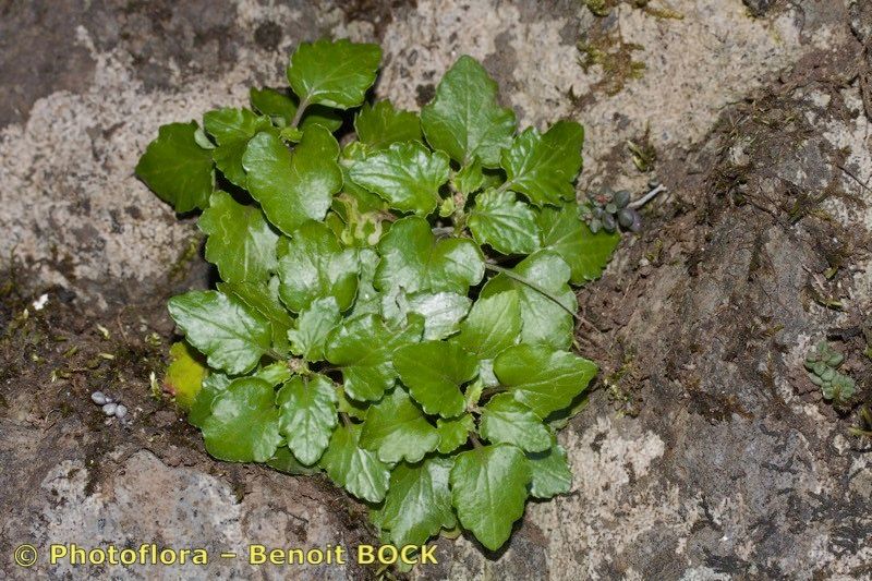 Senecio bollei other