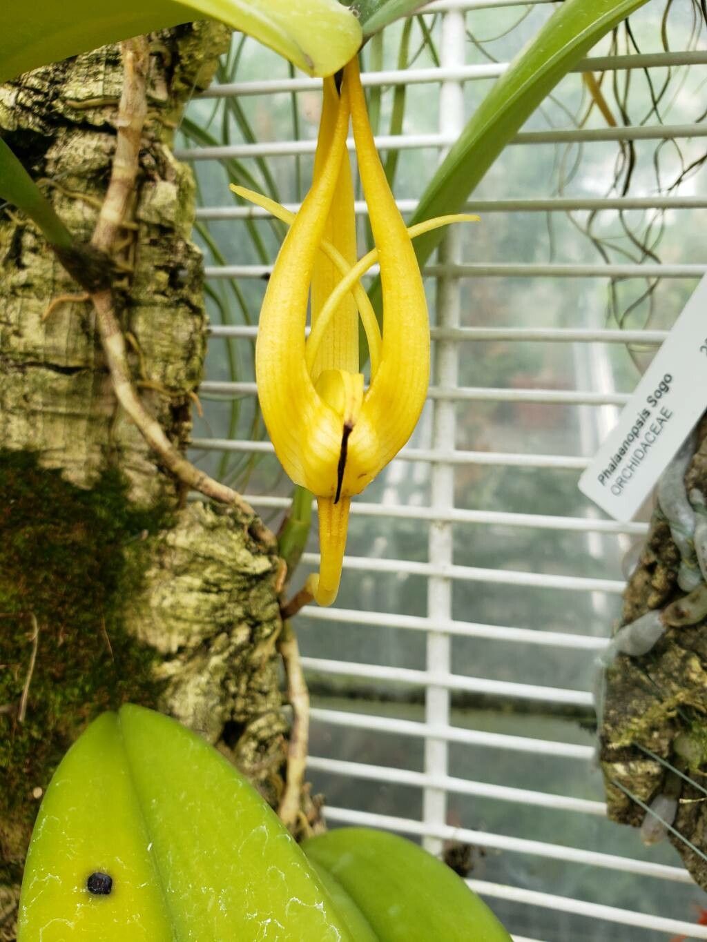 Bulbophyllum cheiri flower