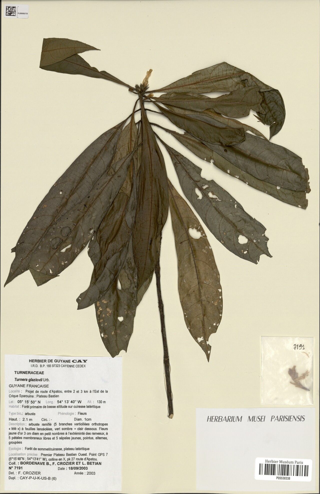 Turnera glaziovii — houseplant care guide