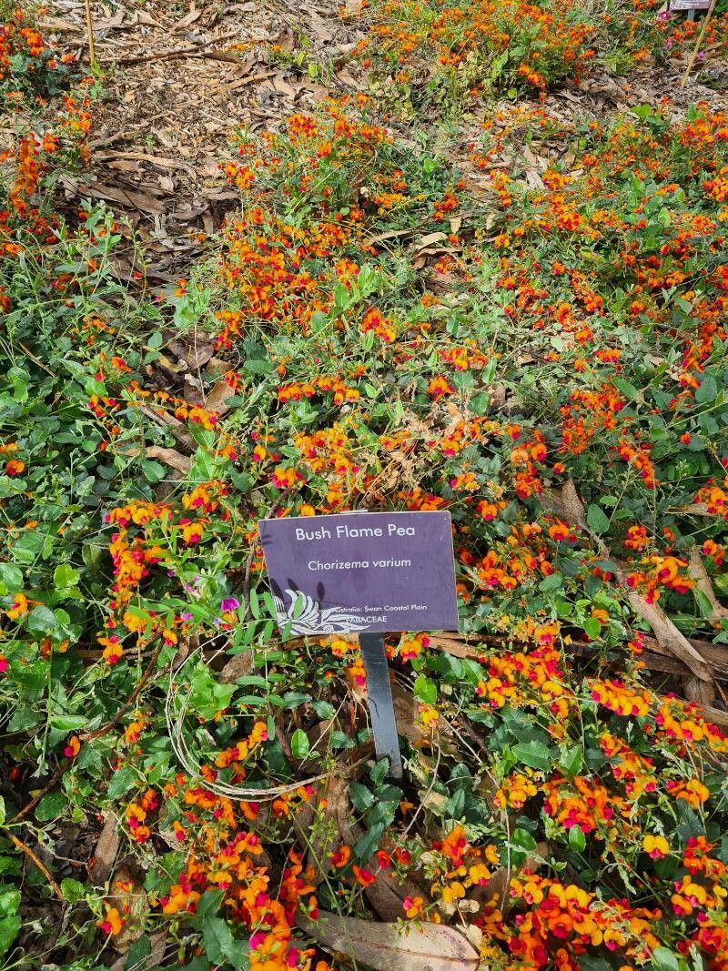 Chorizema varium other