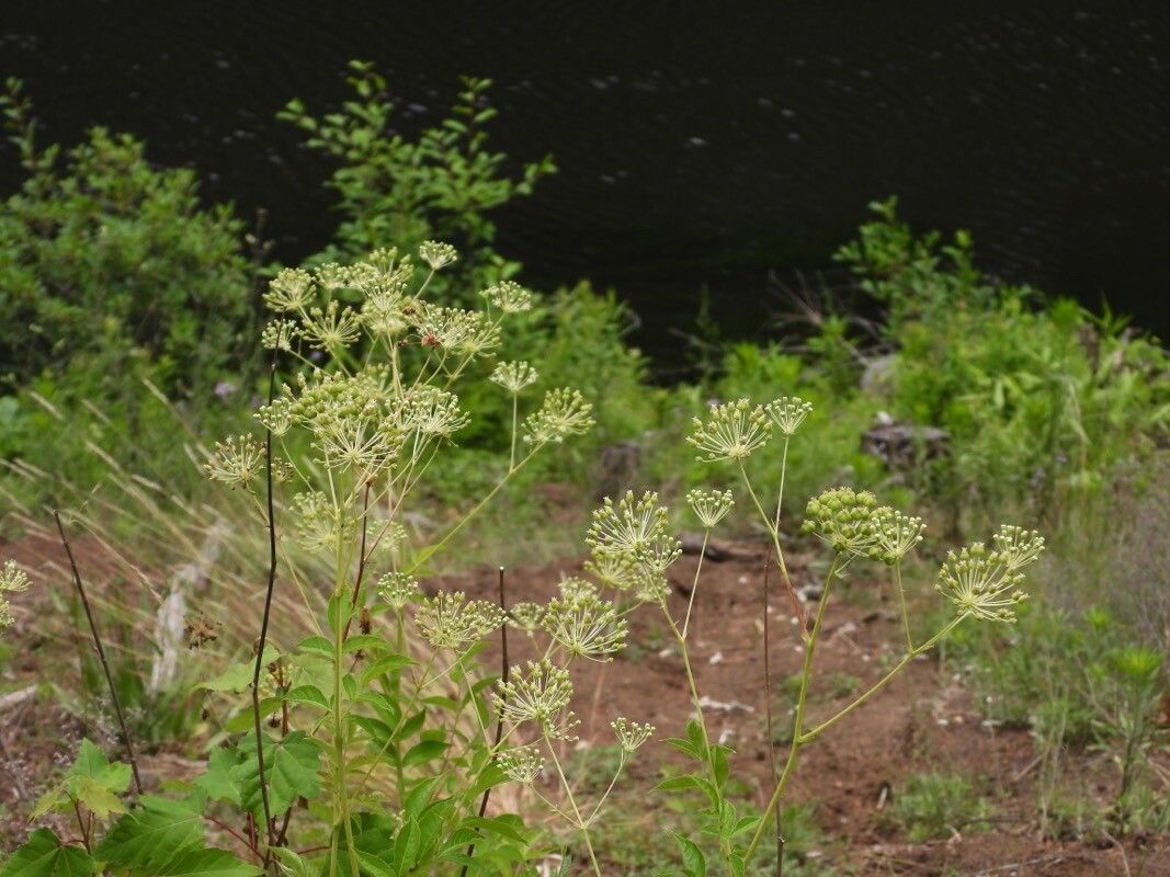 Aralia hispida flower
