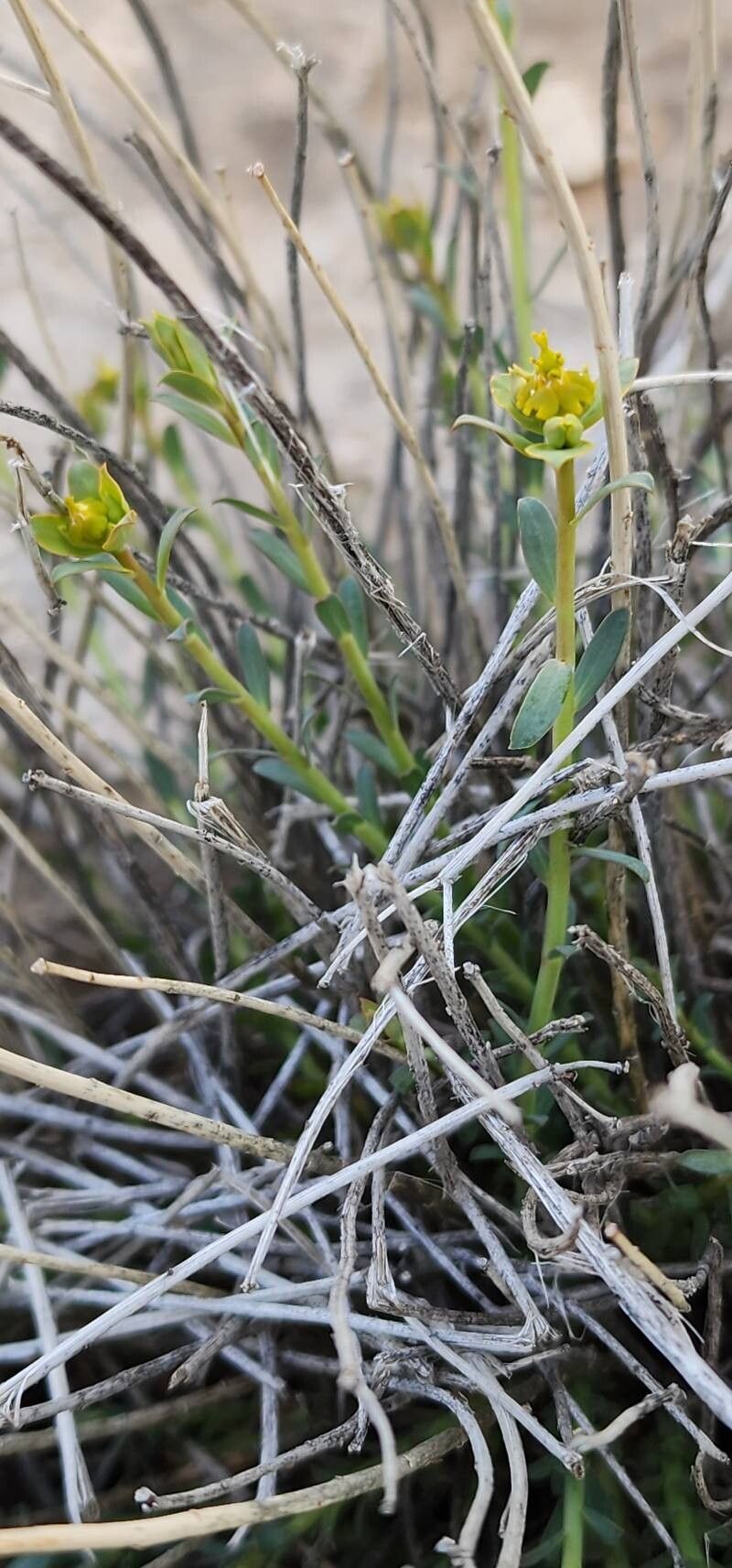 Euphorbia heteradena bark