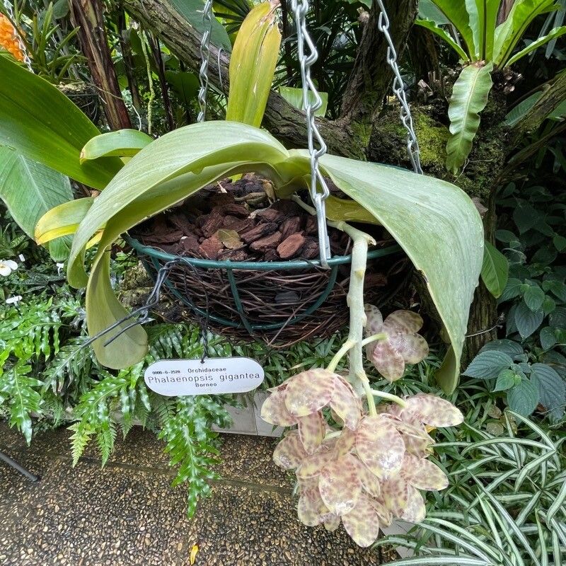 Phalaenopsis gigantea — houseplant care guide