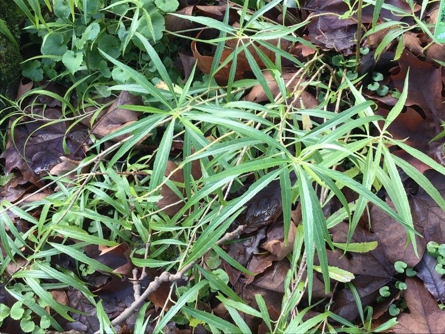 Lobelia laxiflora leaf