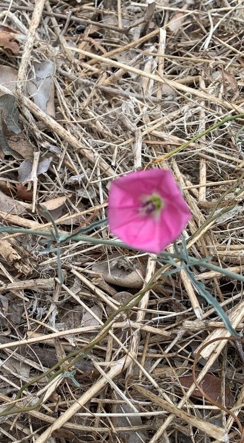 Convolvulus chilensis flower