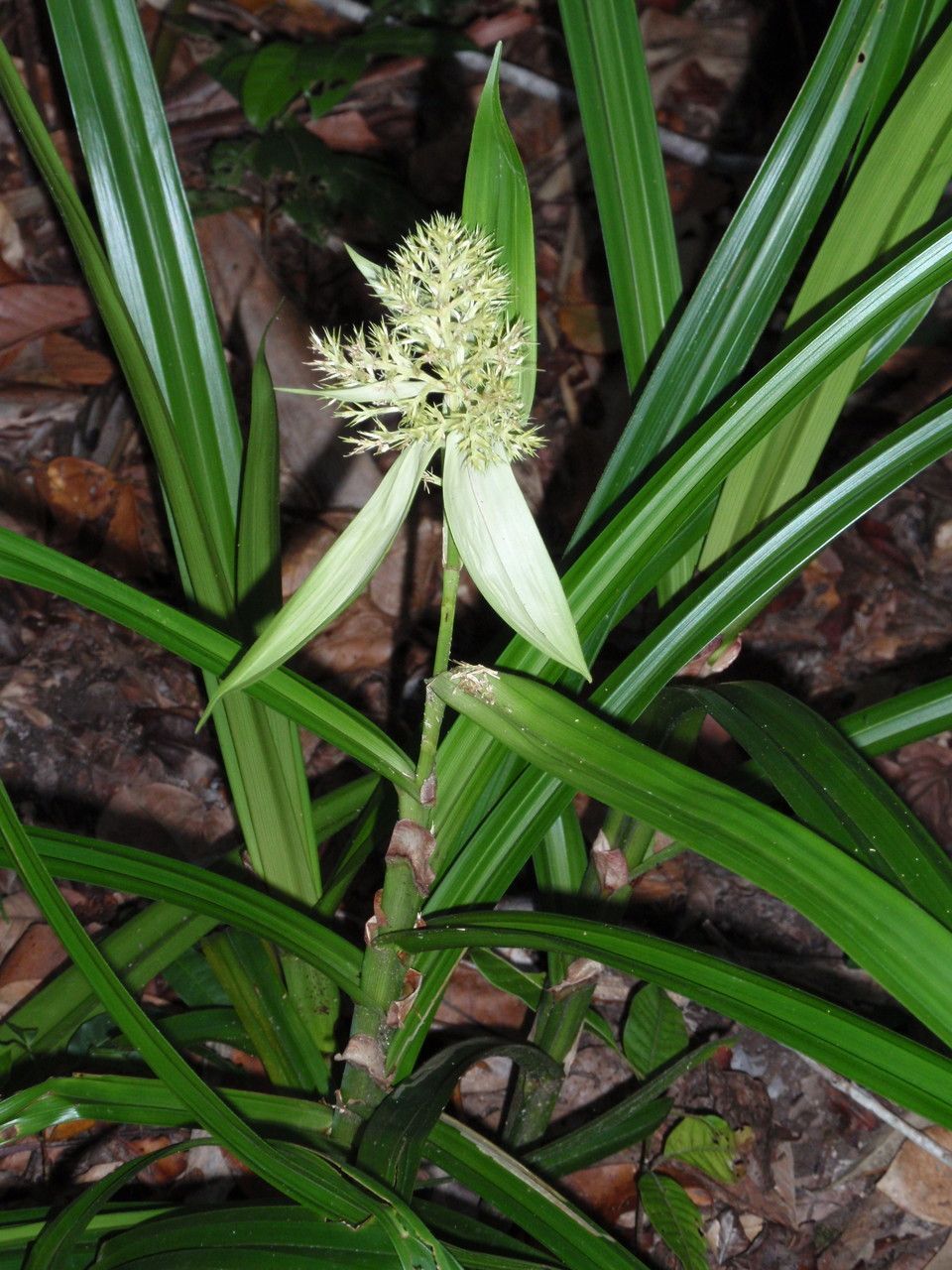 Scleria stipularis — houseplant care guide