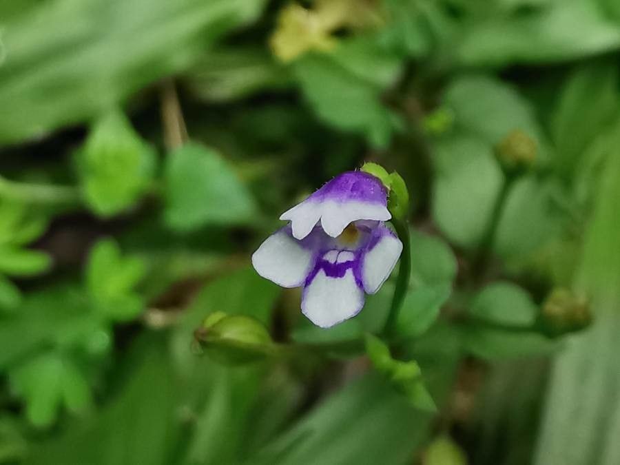 Torenia crustacea flower