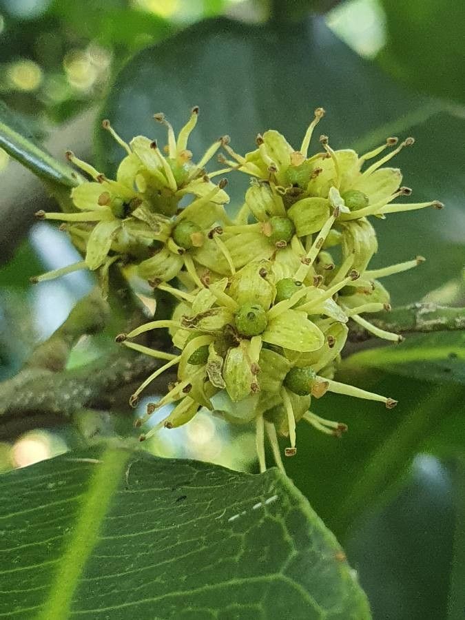 Vepris simplicifolia flower