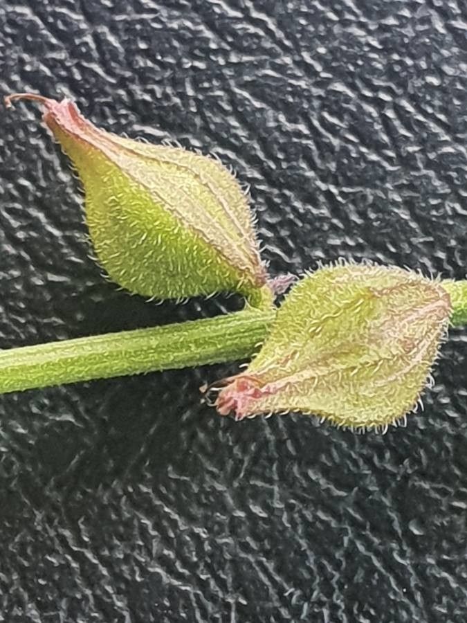 Priva adhaerens fruit