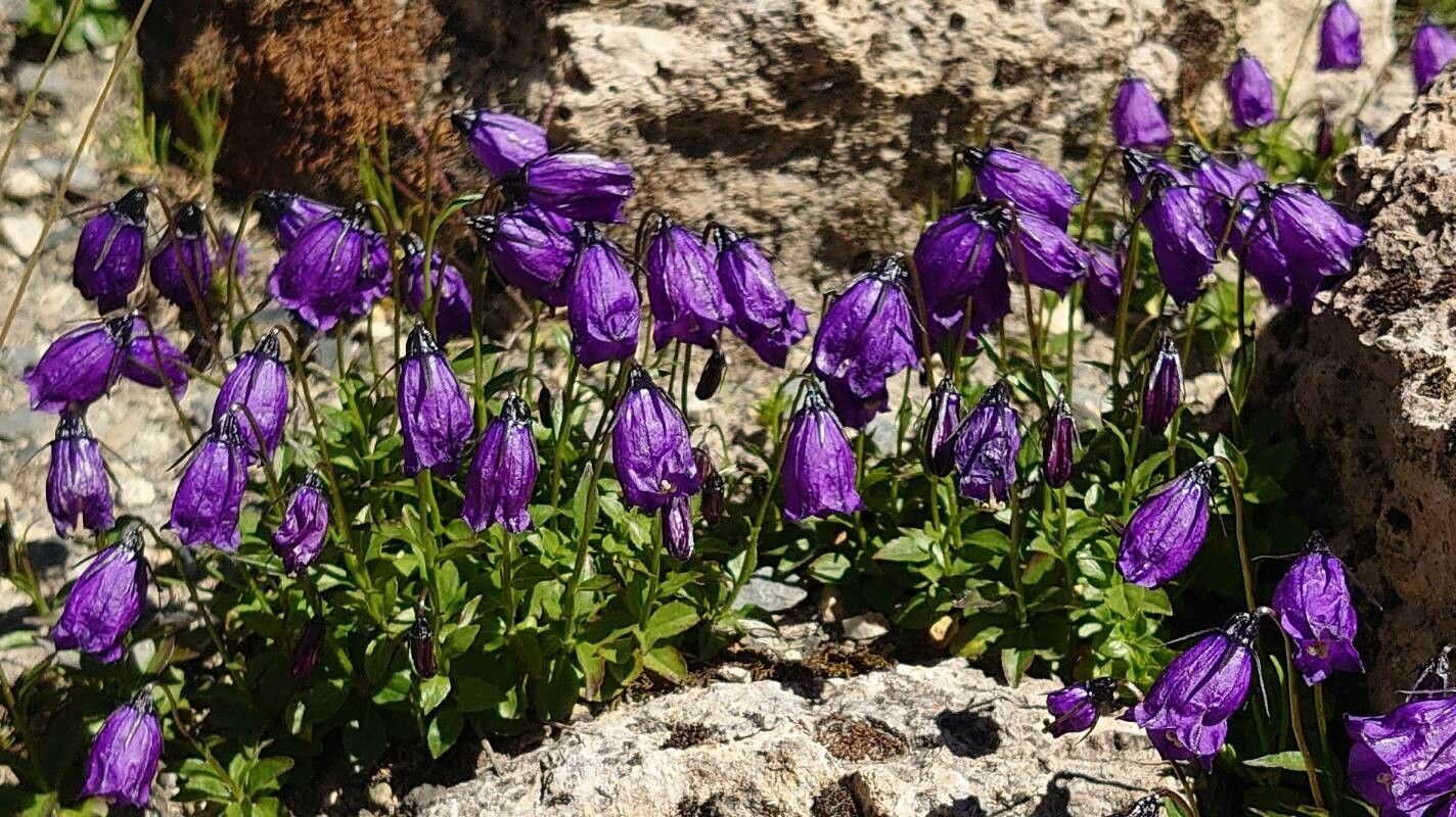 Campanula pulla — houseplant care guide