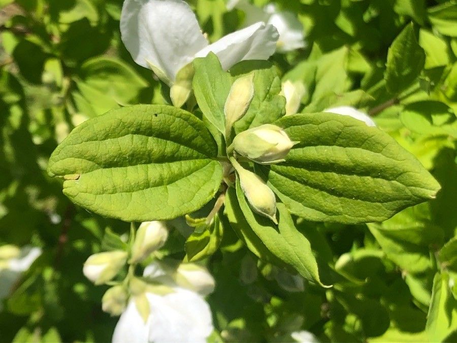 Philadelphus microphyllus — search result for 'Syringa'