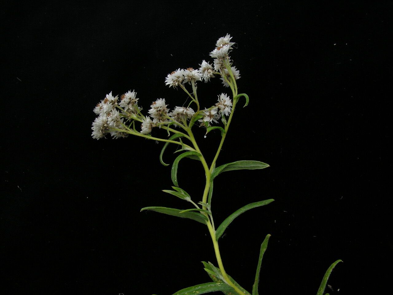 Anaphalis griffithii habit