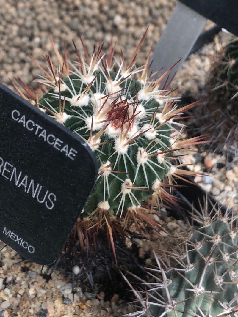 Stenocactus phyllacanthus leaf
