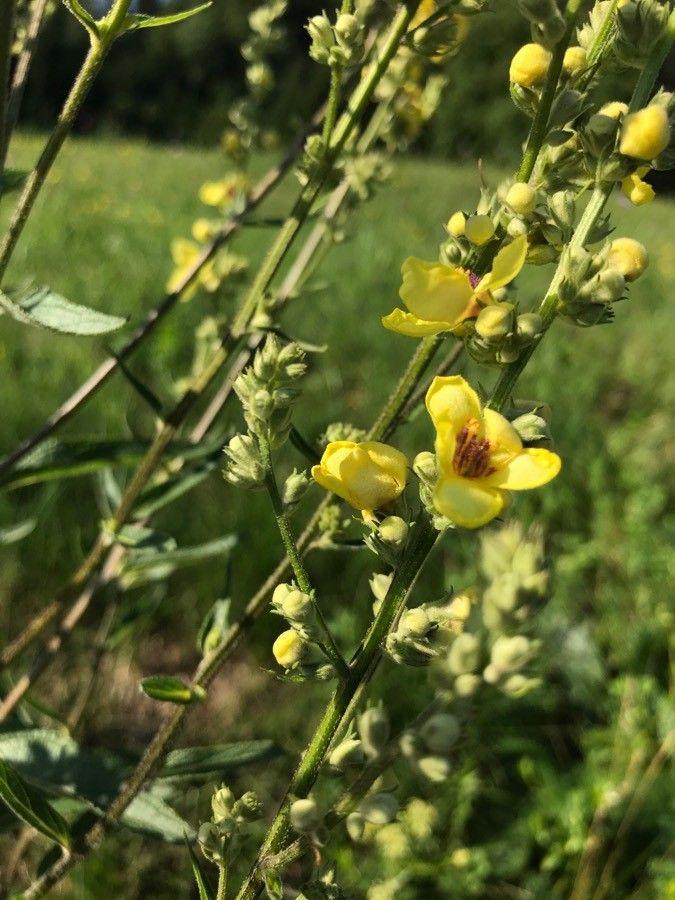 Verbascum austriacum flower