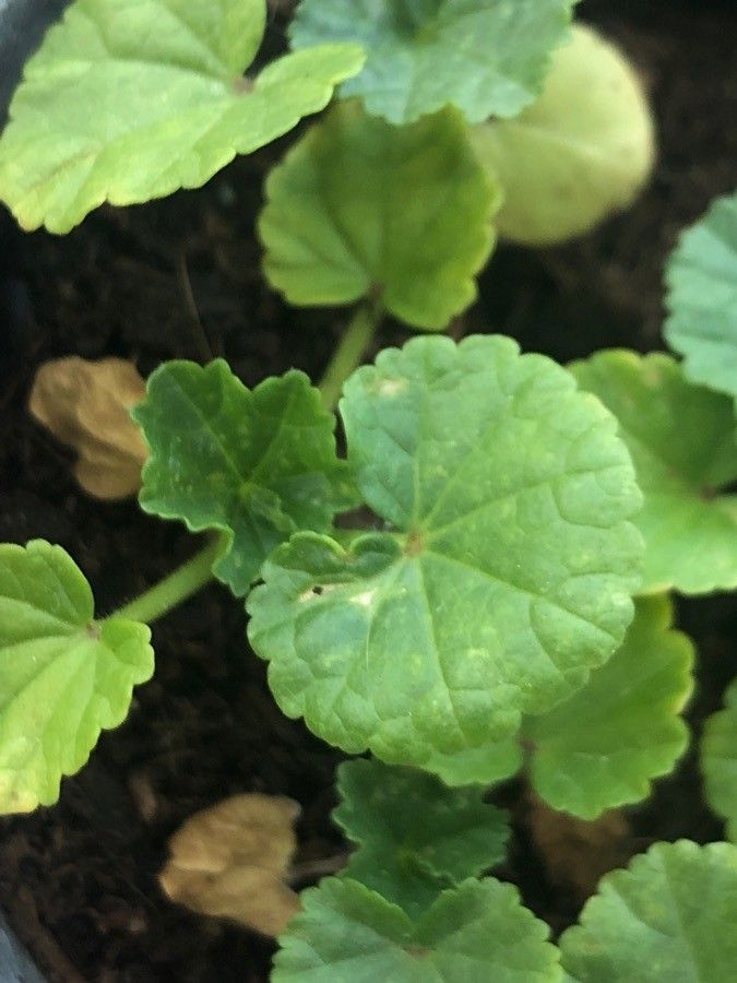 Lavatera trimestris leaf