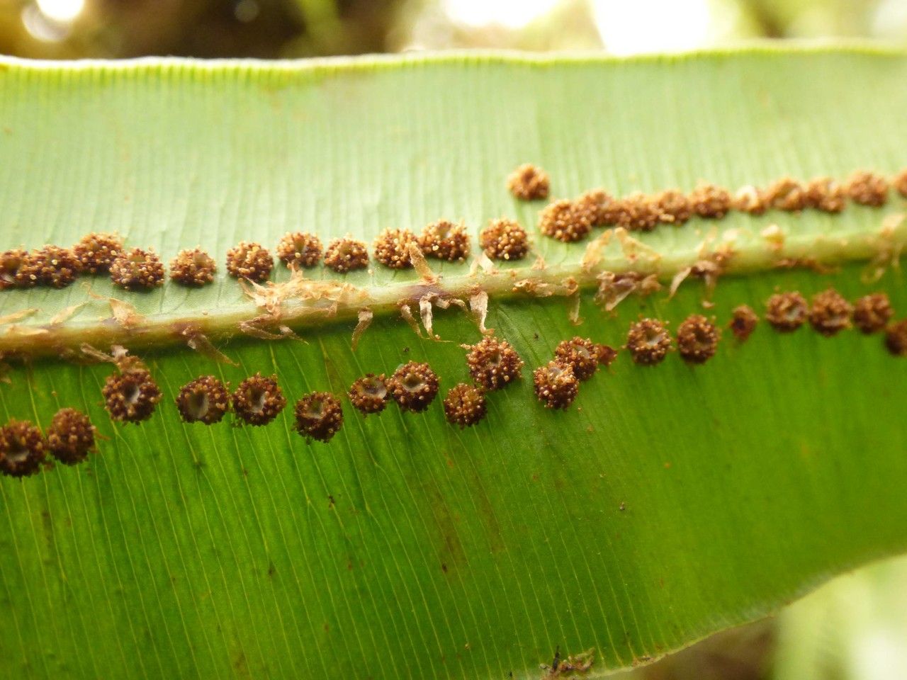 Oleandra distenta fruit