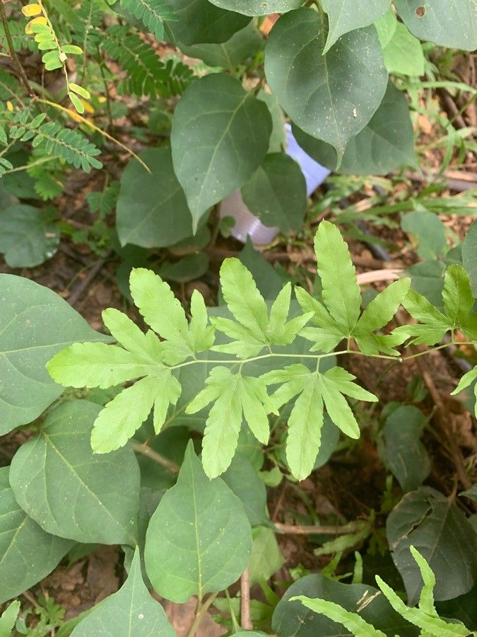 Lygodium venustum leaf