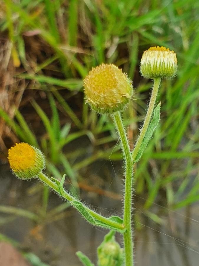 Conyza aegyptiaca flower
