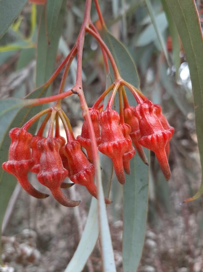 Eucalyptus torquata fruit