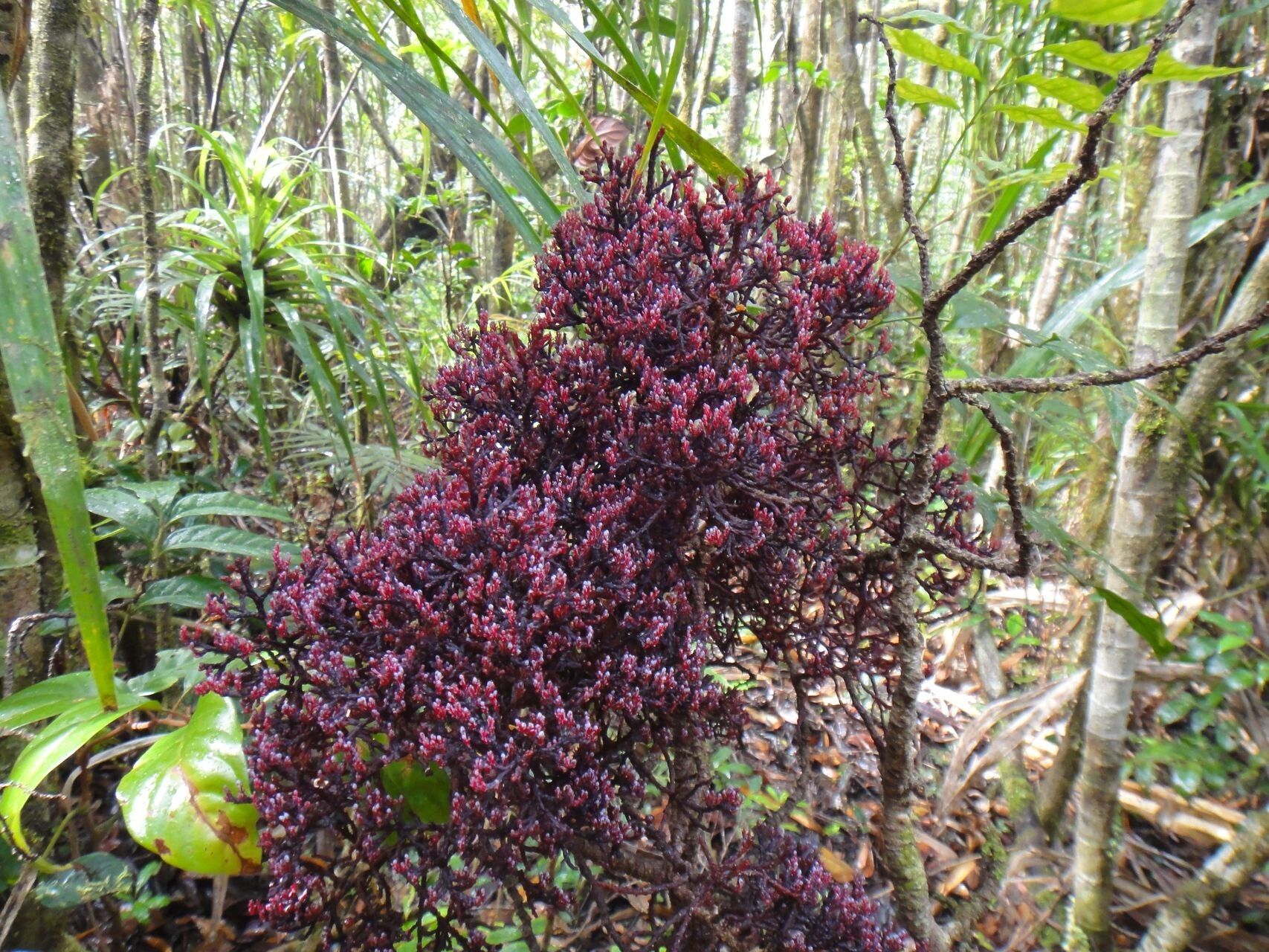 Parasitaxus usta habit