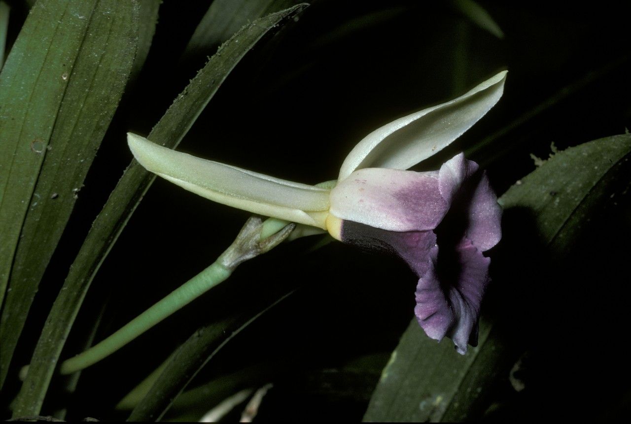 Warczewiczella discolor flower