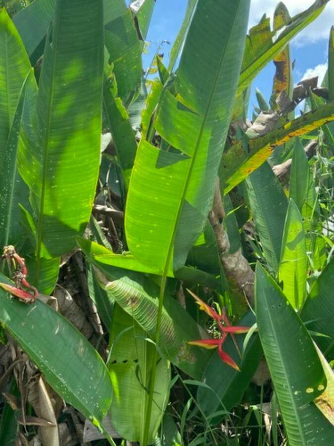 Heliconia marginata — search result for 'Heliconia'