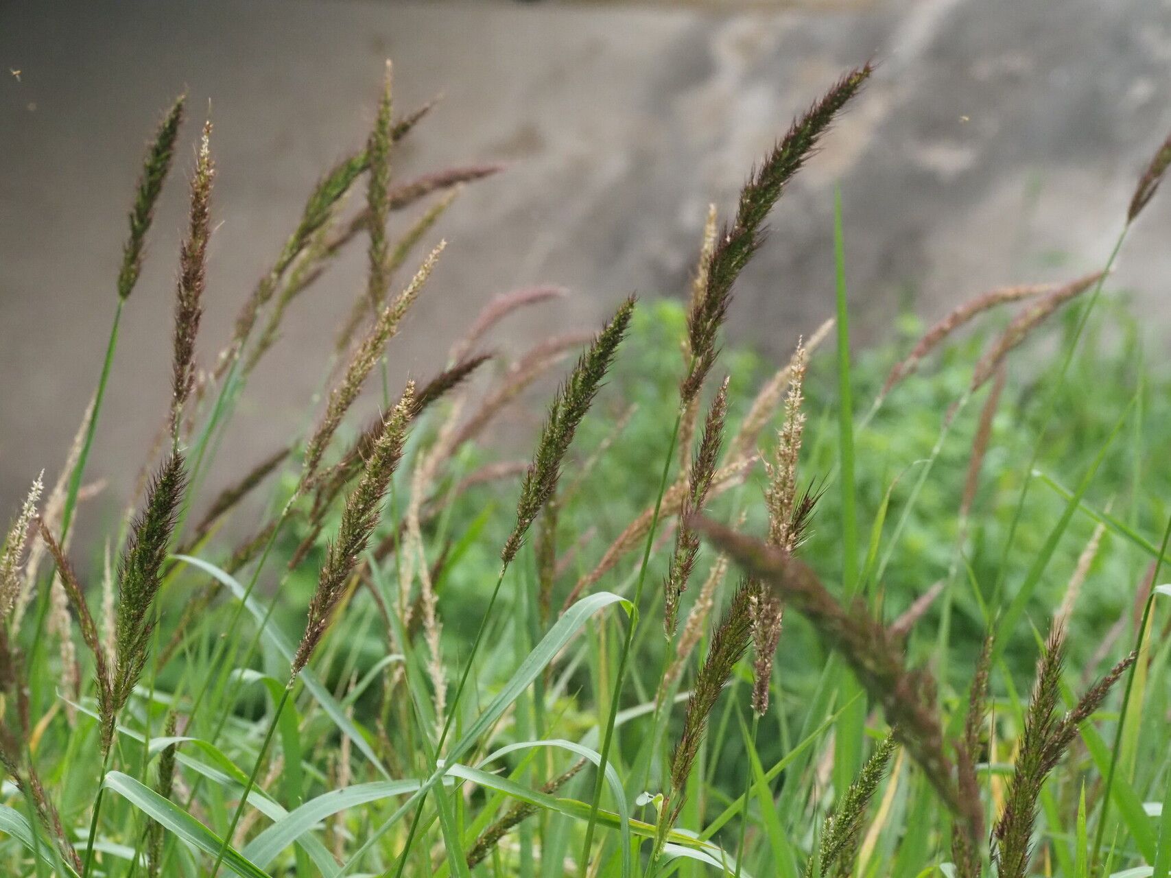 Echinochloa haploclada flower