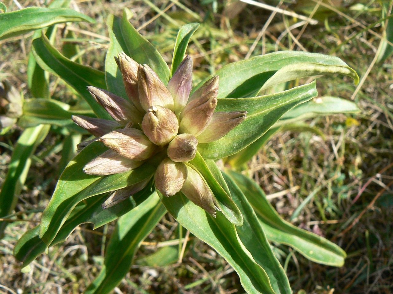Gentiana cruciata fruit