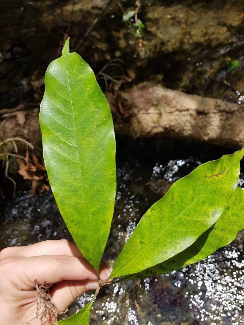 Pradosia grisebachii leaf