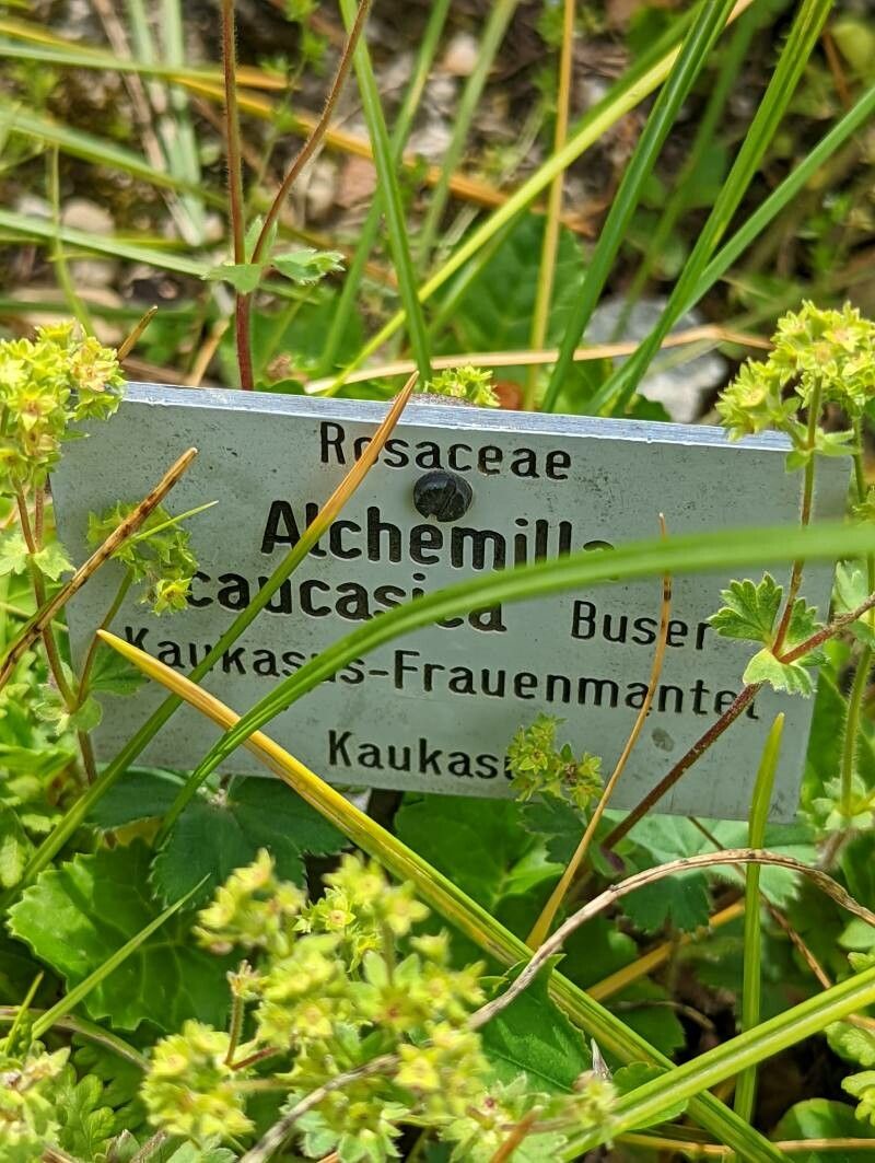 Alchemilla caucasica other