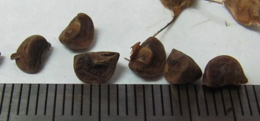 Pavonia oxyphyllaria other