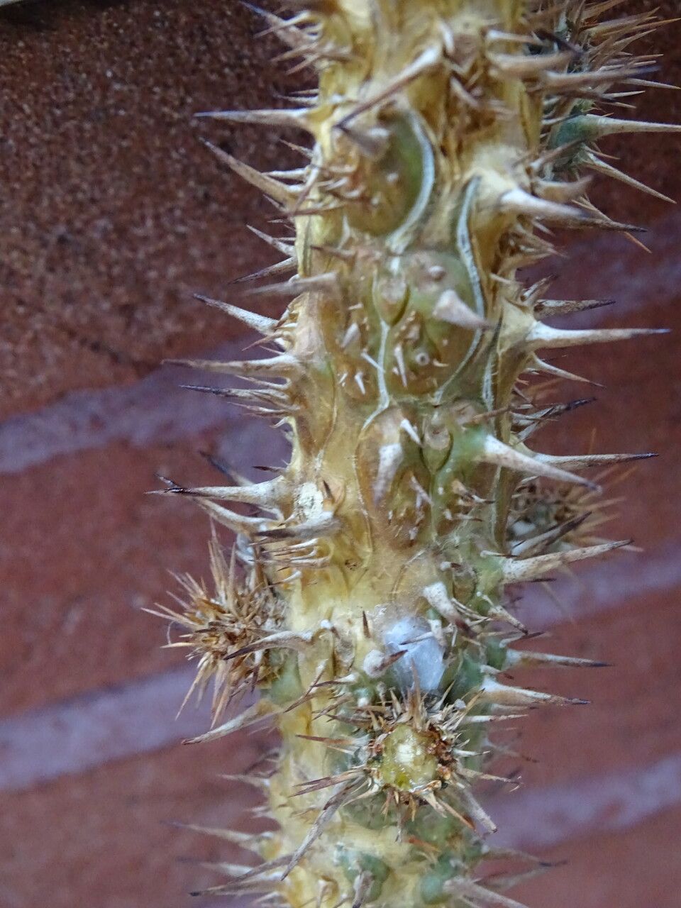 Euphorbia didiereoides bark