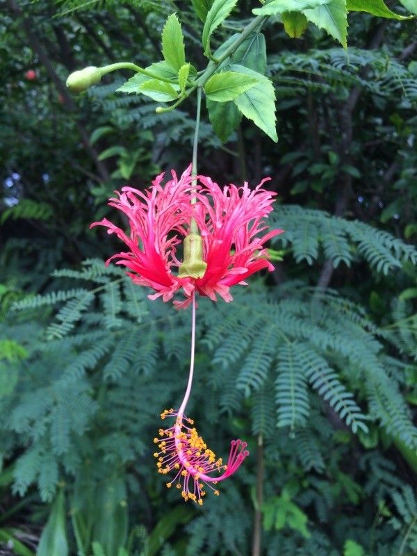 Hibiscus schizopetalus flower