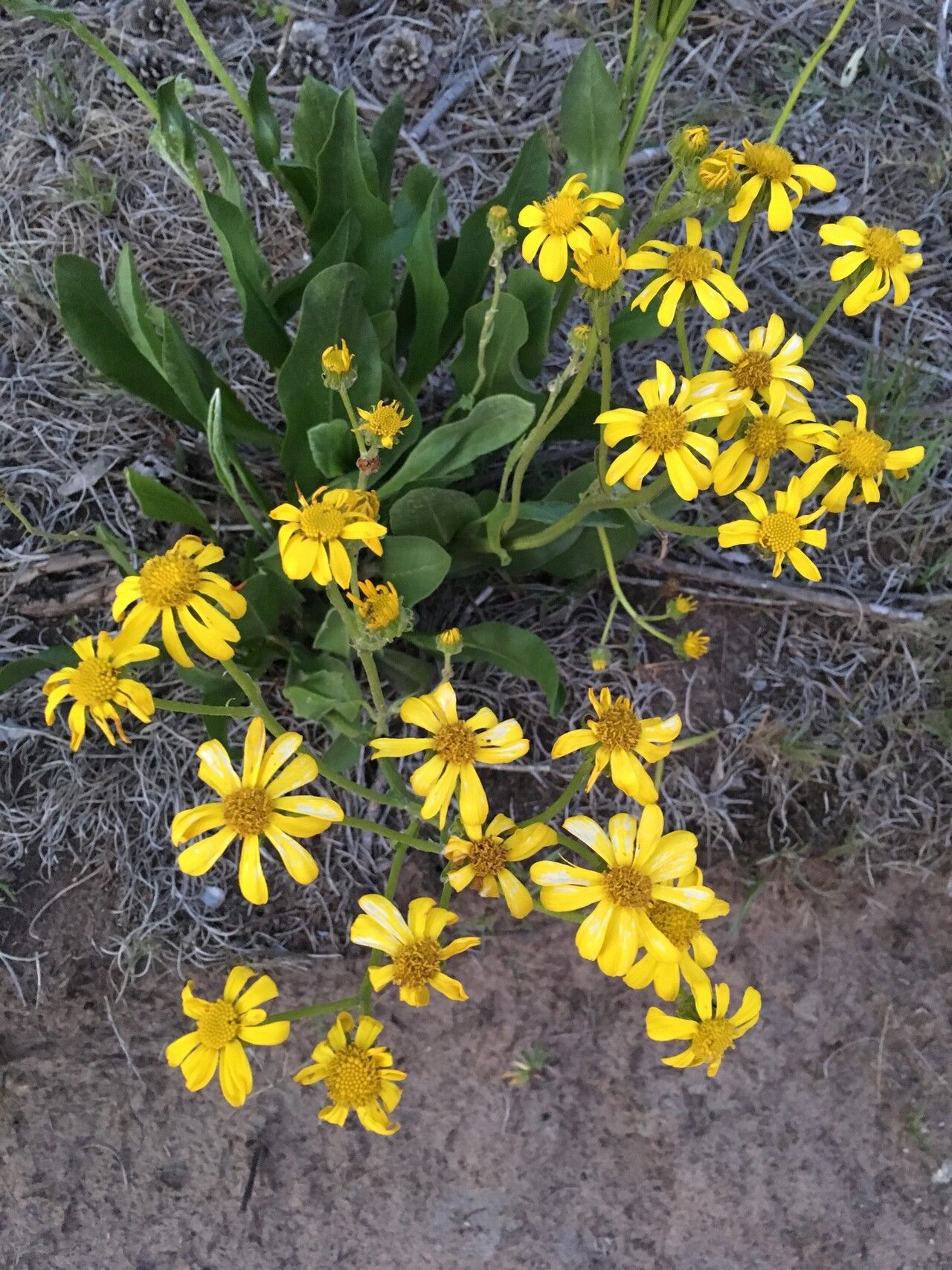 Senecio coronatus flower