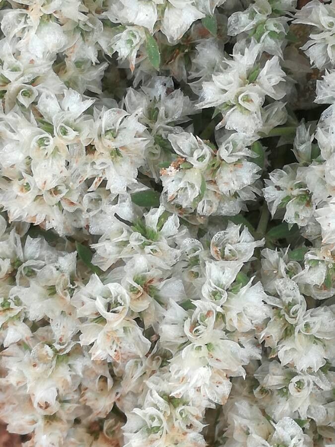 Paronychia argentea fruit