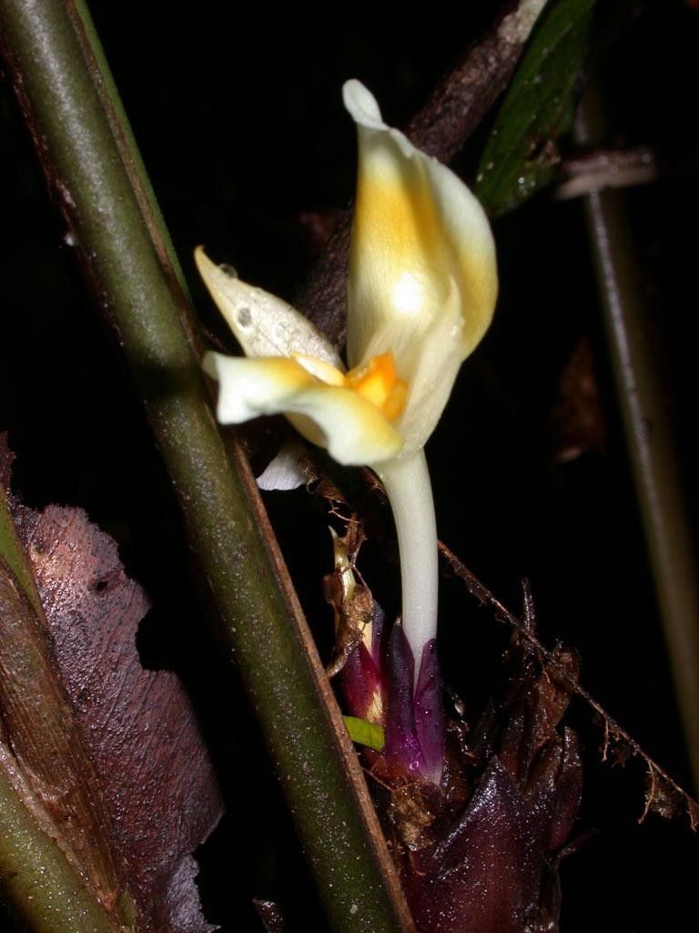 Goeppertia hammelii fruit