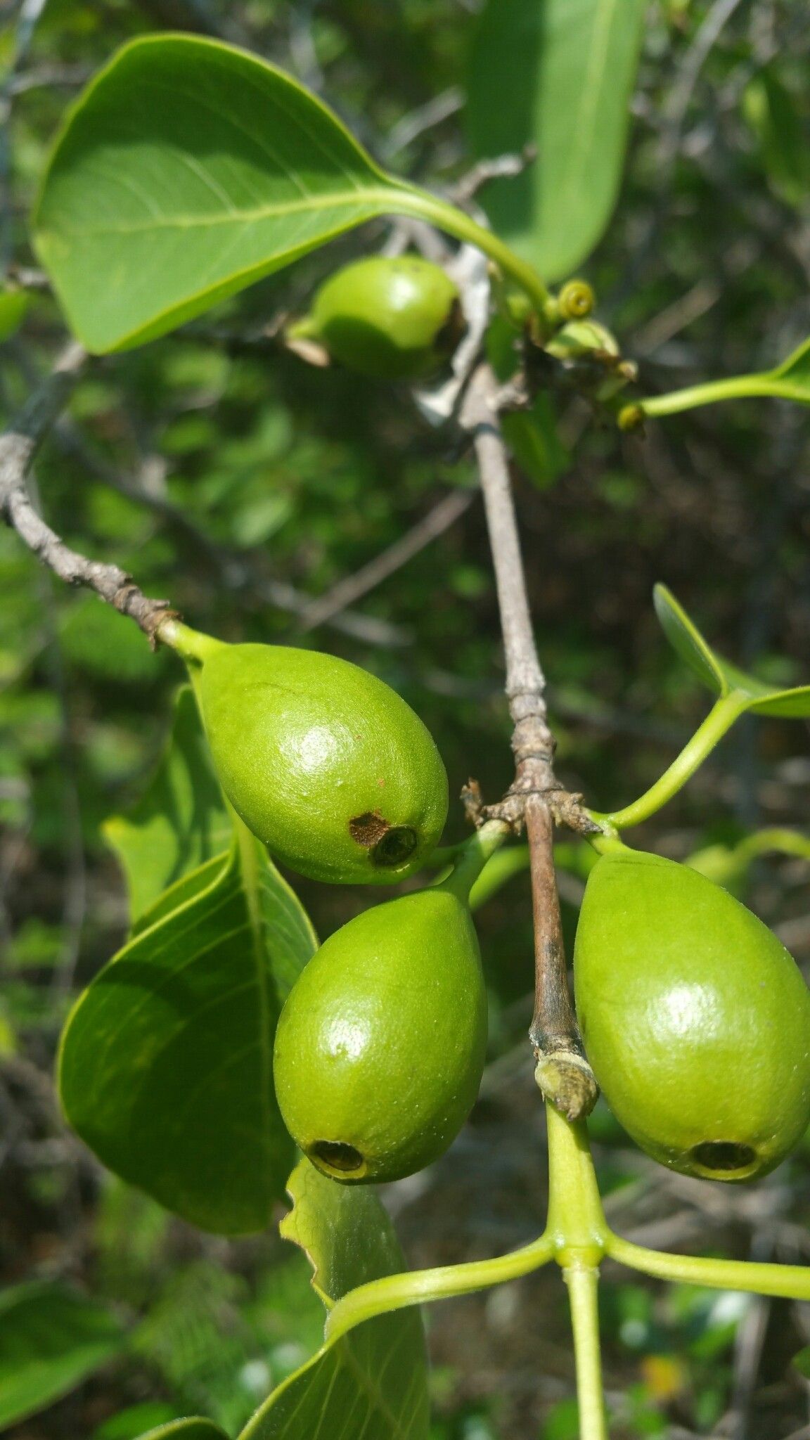 Coffea boinensis fruit